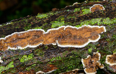 Cylindrobasidium evolvens - saprotrophic crust fungus on a rotten tree branch, Odessa