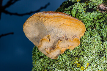 Phellinus sp. - young tinder fungus growing on an old apricot tree, Odessa