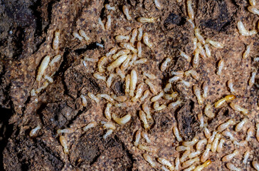 Reticulitermes lucifugus - A colony of termites living in rotten wood in southern Ukraine, Odessa
