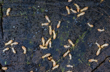 Reticulitermes lucifugus - A colony of termites living in rotten wood in southern Ukraine, Odessa