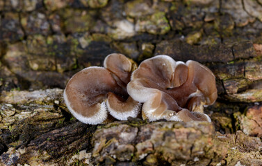 Auricularia mesenterica - saprophytic fungus growing on an old tree stump, Odessa