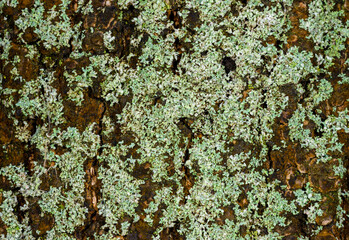 Green crustose lichens on old tree trunk, Odessa