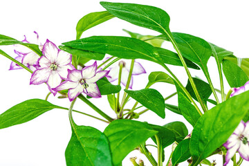 Obraz premium Blooming Bird's eye chili pepper. Urban farming concept, plant grows on the windowsill. Hot flavors