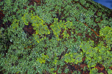 Green crustose lichens on old tree trunk, Odessa