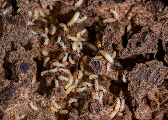 Reticulitermes lucifugus - A colony of termites living in rotten wood in southern Ukraine, Odessa