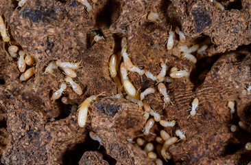 Reticulitermes lucifugus - A colony of termites living in rotten wood in southern Ukraine, Odessa