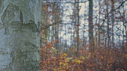 Idyllische Sommerlandschaft im Wald: Frische Luft, friedliche Natur und entspannende Meditation. Perfekt für Gesundheit, Fitness und Therapie. Zen-Moment in der ländlichen Ruhe.