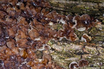 Auricularia mesenterica - saprophytic fungus growing on an old tree stump, Odessa