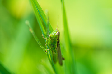 緑の中のバッタの静寂