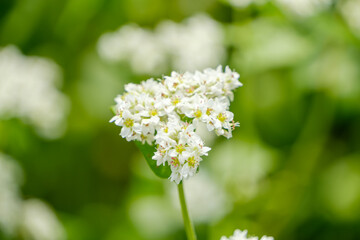白いソバの花の穏やかな美しさ