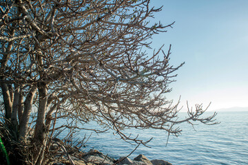 bare tree in the beach against to see in the winter day