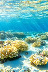 Fototapeta premium Sunbeams illuminate vibrant coral reef, underwater paradise scene showcasing diverse coral formations on a sandy seabed.
