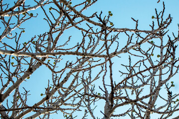 bare tree branches against blue sky