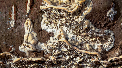 Postia sp. -Postia undosa, inedible tree fungus on an old rotten tree trunk in the garden