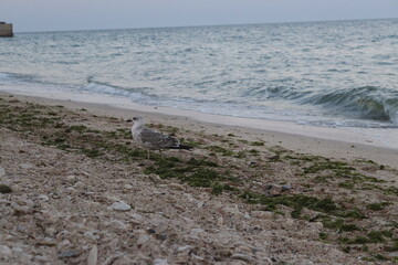 seagull 