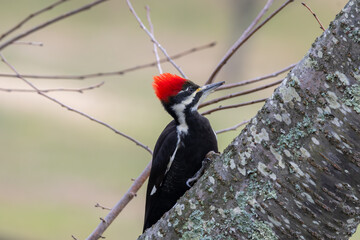 Female Pileated Woodpecker in a Tree