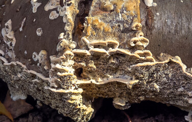 Postia sp. -Postia undosa, inedible tree fungus on an old rotten tree trunk in the garden
