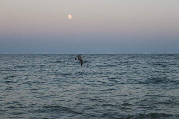 Fototapeta premium seagull 