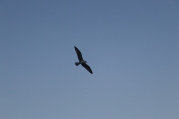 seagull 