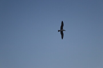 seagull in flight