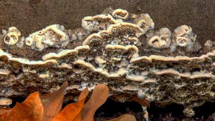 Postia sp. -Postia undosa, inedible tree fungus on an old rotten tree trunk in the garden