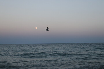 Fototapeta premium seagull 
