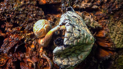 Coprinus sp. - inedible woody species of dung beetle on an old rotten tree trunk in the garden, Ukraine