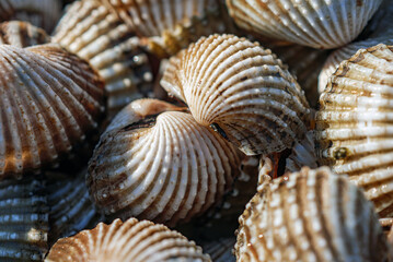 Close up of Cockle shell , abstrac cockling background cockles, fresh food