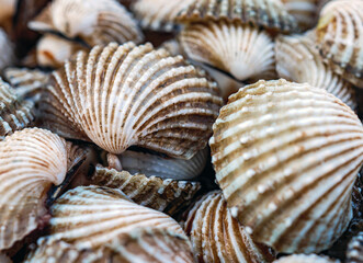 Close up of Cockle shell , abstrac cockling background cockles, fresh food