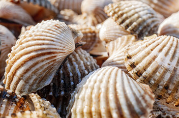 Close up of Cockle shell , abstrac cockling background cockles, fresh food