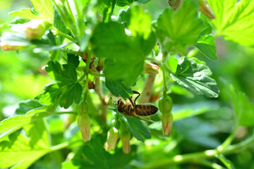 a bee is collecting nectar from a blooming currant bush