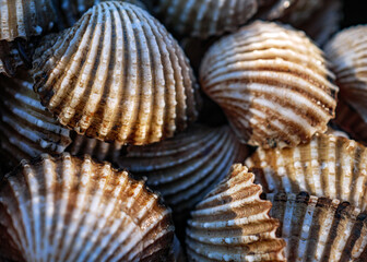 Close up of Cockle shell , abstrac cockling background cockles, fresh food