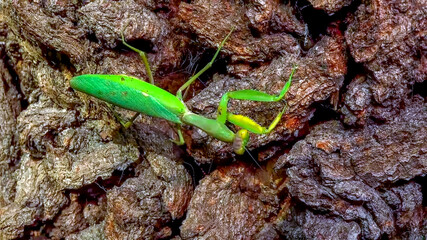 Hierodula transcaucasica - growing female tree mantis insect on the bark of an old oak tree