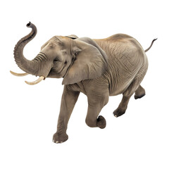 Obraz premium elephant isolated on white