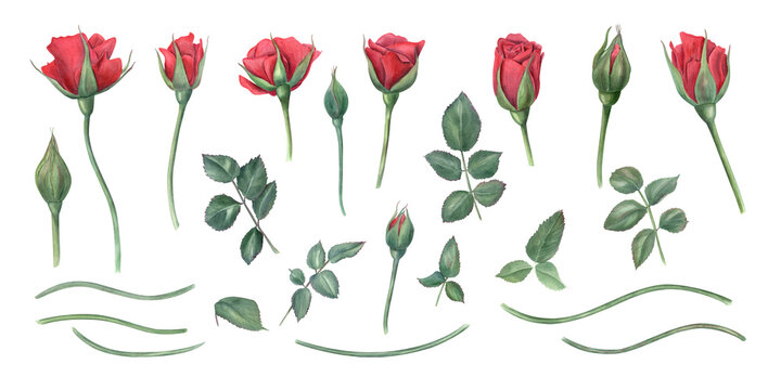 Red rose flower elements set watercolor illustration. Garden rose flowers at different stages of blooming with green leaves, stems. For birthday arrangement, wedding concept, greeting card design