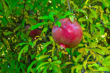 Ripe red pomegranate Punica granatum fruits against green leaves in autumn in the garden, Ukraine