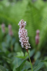 pink and white flowers