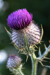 Macro shot of Woolly Thistle flower.