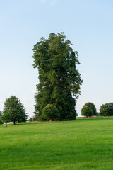 Tall trees on a green meadow surrounded by smaller trees. Dear Park Eastnor Castle Ledbury.