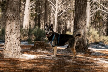 Dog in a Sunlit Forest