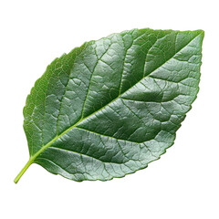 Obraz premium A vibrant green leaf showcasing natural texture and detail.