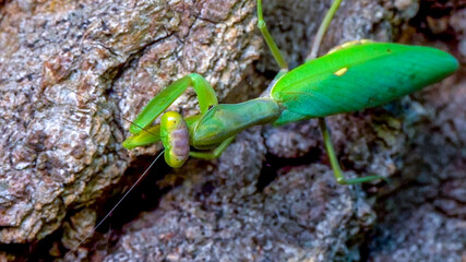 Hierodula transcaucasica - growing female tree mantis insect on the bark of an old oak tree