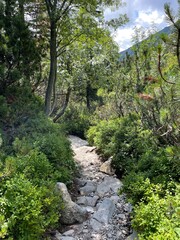 Fototapeta premium sidewalk through mountain nature and forest