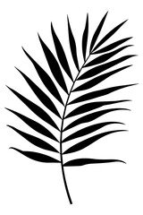 Fototapeta premium PNG Elegant black palm leaf silhouette, transparent background