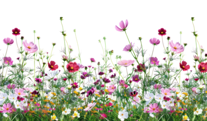 PNG Spring flower bushes border asteraceae grassland outdoors.