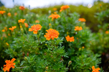 庭園に咲く鮮やかなマリーゴールド