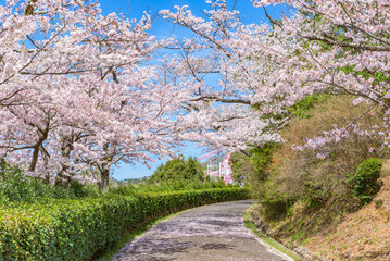 Fototapeta premium Sakura cherry blossoms in full bloom, Hitachi-shi Kamine Park, Japan's Top 100 Cherry Blossom Spots, Hitachi City, Ibaraki Prefecture, Japan