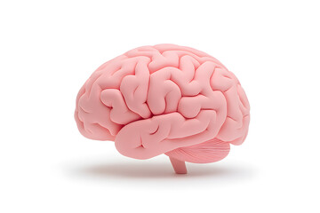 3d human brain isolated on white background