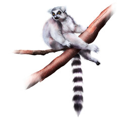 PNG file of realistically painted a cute ring-tailed lemur sitting on the tree, the illustration is isolated on a  transparent background 