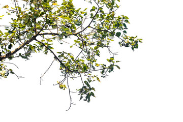 Cut out branch with leaves tree isolated on white